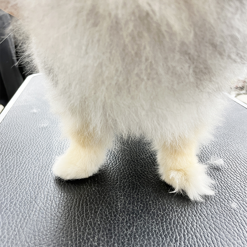 ポメラニアンＳＫＹちゃんのトリミング♪